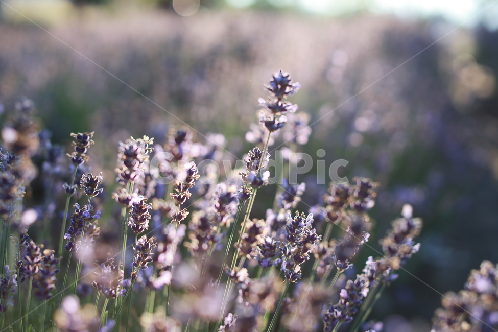 라벤더,보라색,여름풍경,꽃,식물,여름꽃,일몰,식물,자연,plants,nature,꽃,flower