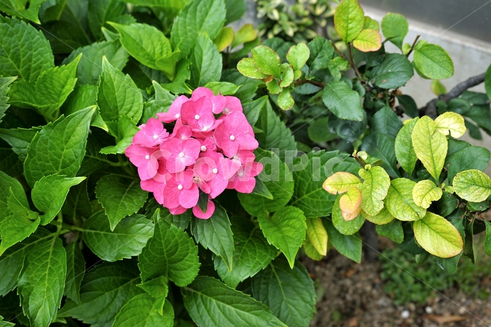 수국,개화,꽃,식물,분홍색,화분,자연,beautiful,plant,flower,산수국,꽃잎,수국꽃,sensible,plants,nature,감성,feeling,식물,자연,plants,nature,꽃,flower