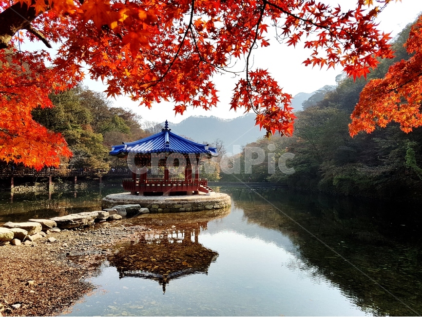 내장산,우화정,단풍,풍경,호수,가을,가을,계절,fall,autumn,season,자연,풍경,nature,landscape,한국자연풍경,한국자연경관,korea nature landscape,한국전통,한국문화,korean traditional,korean culture,건축물,건물외관,exterior,building,structure,architecture,construction,plant,식물,leaf,잎