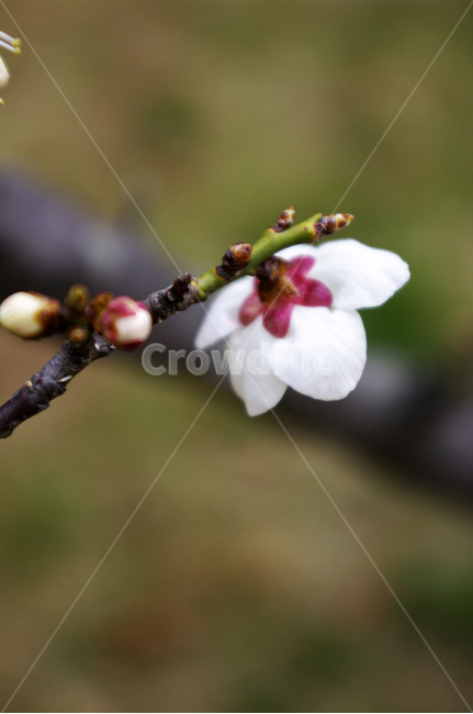 꽃,flower,매화,봄,spring,계절,식물,plant,식물,자연,plants,nature,꽃,flower