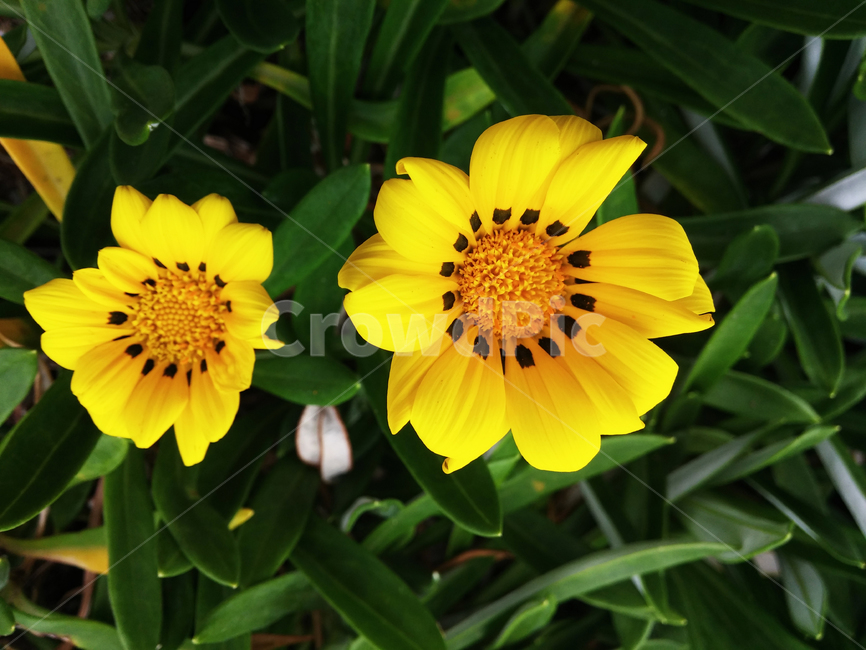 꽃,flower,plant,가자니아,식물,식물,자연,plants,nature,꽃,flower