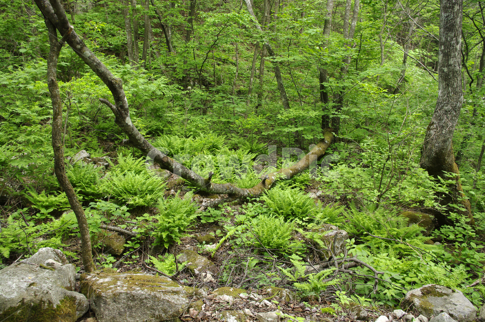 산,숲,나무,식물,초록,자연,풍경,nature,landscape,vegetation,초목,plant,tree,ground,바닥