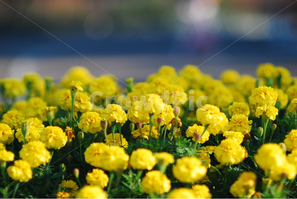 꽃,plant,식물,노랑꽃,맨드라미,식물,자연,plants,nature,꽃,flower