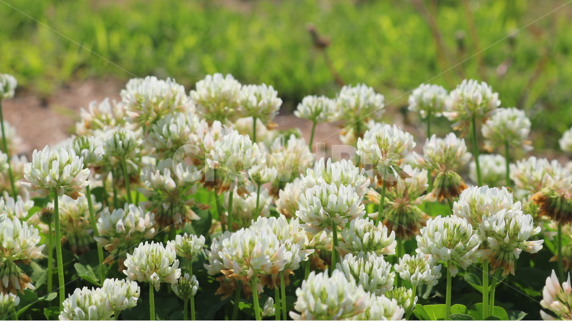 토끼풀,토끼풀꽃,꽃,크로버,식물,들꽃,야생화,자연,풀,식물,자연,plants,nature,꽃,flower