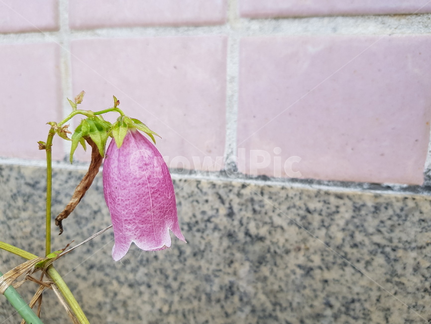 plant,식물,flower,꽃,blossom,꽃잎,식물,자연,plants,nature,꽃,flower