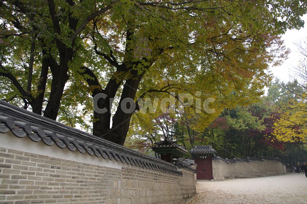 창덕궁,고궁,건축,전통건축,traditional,전통,기와지붕,담장,가을,fall,나무,식물,plant,단풍,잎,낙엽,가을,계절,fall,autumn,season,한국전통,한국문화,korean traditional,korean culture,랜드마크,landmark,tourist attraction,한국랜드마크,한국관광지,한국명소,korea landmark,korea tourist attraction,tree