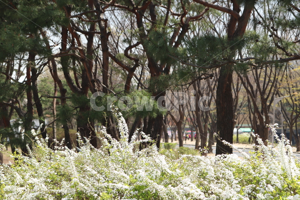 소나무,꽃,풍경,평화,공원,인천대공원,자연,풍경,nature,landscape,식물,plants,꽃,flower,나무,trees,wood,tree,plant,tree trunk,나무 줄기