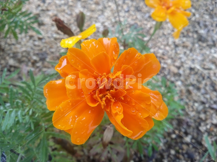 꽃,식물,flower,plant,자연,식물,자연,plants,nature,꽃,flower
