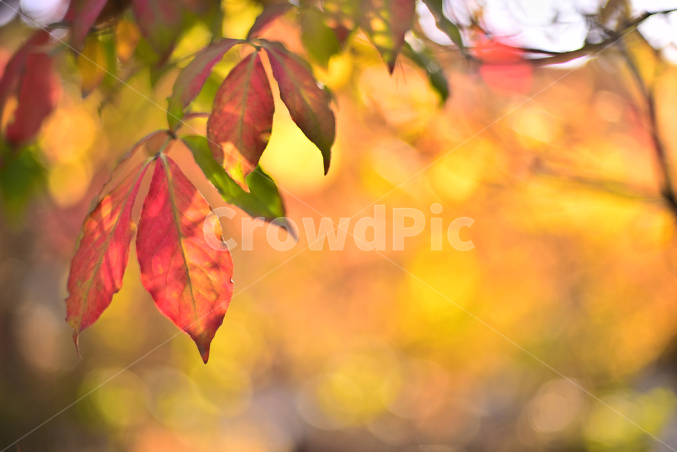 가을,감성사진,가을배경,가을분위기,가을서정,가을감성,감성풍경,잎새,시즌,계절,이파리,잎사귀,가을느낌,배경,바탕,백그라운드,season,fall,autumn,emotional,feeling,sensible,background,colorful,컬러풀,나뭇잎,식물,plant,잎,leaf,햇살,역광,보케,빛망울,플레어,flare,bokeh,옥외,야외,가을,계절,fall,autumn,season,식물,자연,plants,nature,veins,정맥