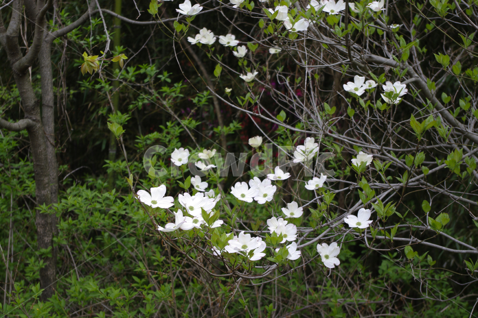 산딸나무,꽃,flower,식물,plant,식물,자연,plants,nature,꽃,flower