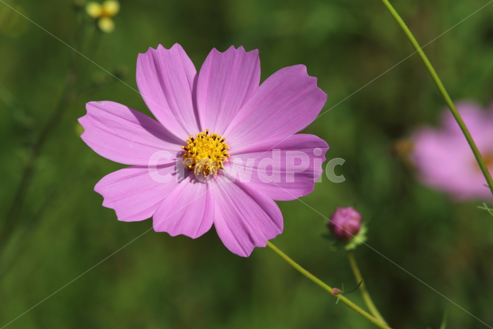 코스모스,꽃,식물,가을꽃,cosmos,가을,계절,fall,autumn,season,식물,자연,plants,nature,꽃,flower,plant
