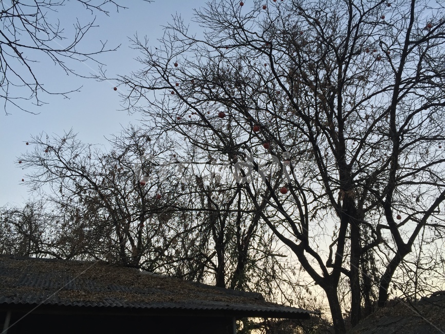 감나무,시골,나무,plant,식물,tree,풍경