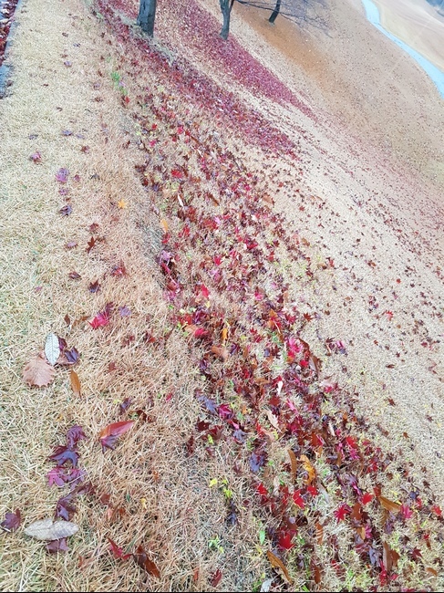 단풍,가을,낙옆,잔듸,바람,가을,계절,fall,autumn,season,confetti,색종이 조각,paper,종이