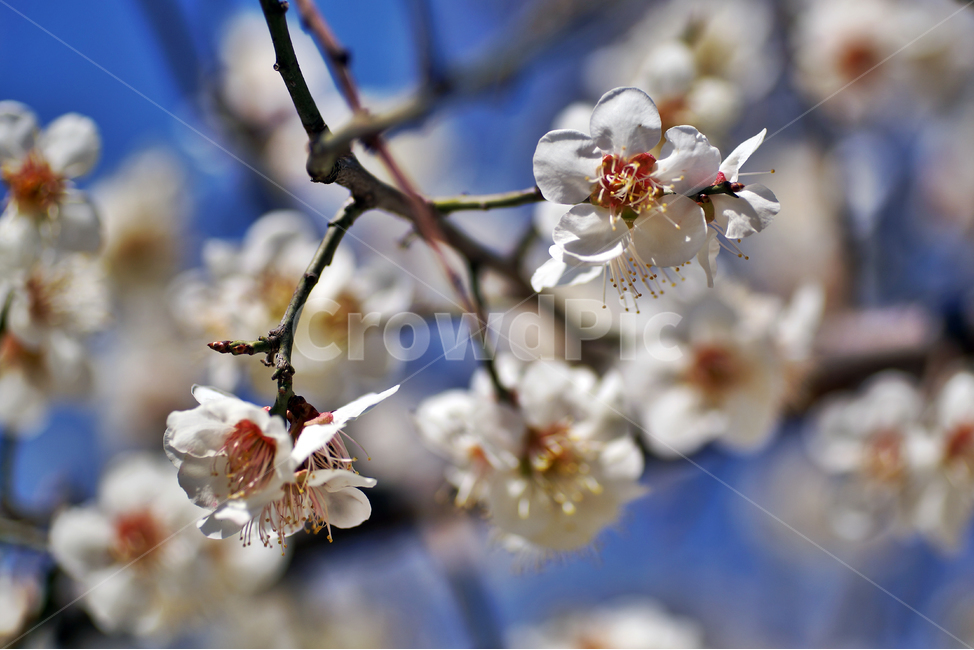 매화,매실나무,매실나무꽃,꽃,봄,계절,꽃봉우리,꽃망울,식물,자연,plants,nature,꽃,flower