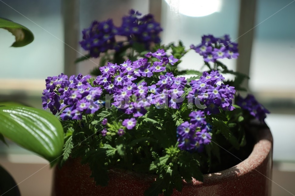 보라색꽃,봄꽃,베란다정원,보라색들국화,꽃,실내용화초,화분,화초,house plant