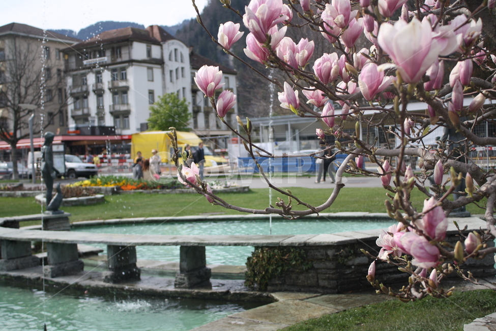 plant,식물,city,도시,park,공원,bridge,다리,village,마을,interlaken,인터라켄