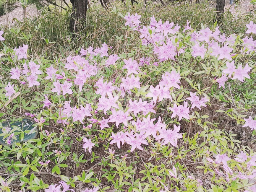 꽃,공원,풀,자연,철쭉,분홍,분홍꽃,풍경,식물,자연,plants,nature,꽃,flower