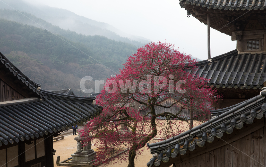 자연,풍경,경치,경관,사찰,불교,화엄사,홍매화,매화,흑매,홍매,고건축,건물,단청,기와지붕,지붕,경내,구례,붉은,천연기념물,보호수,각황전,계절,봄,봄꽃,안개,산,골짜기,야산,garden,정원,outdoors,옥외,person,사람,human,인간,한국전통,한국문화,korean traditional,korean culture