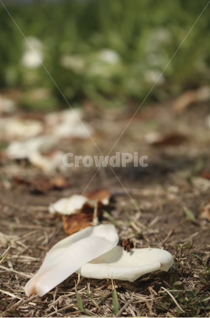 plant,식물,ground,바닥,flower,petal,꽃잎,백목련,목련,낙화