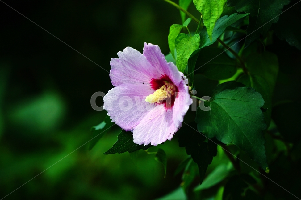 무궁화,꽃,플라워,flower,식물,plants,자연,nature,나무,tree,9월,september,가을,autumn,fall,한국,korea,나라꽃,국화,식물,자연,plants,nature,꽃,flower
