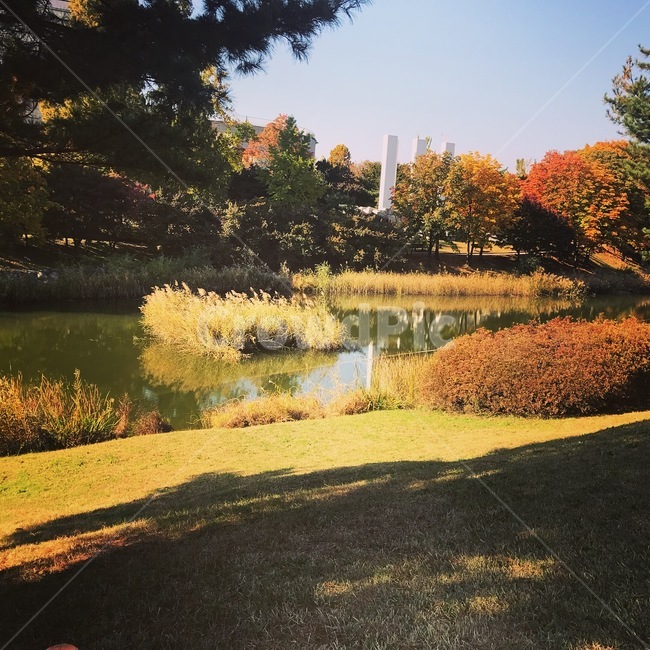 자연,풍경,단풍,나무,가을,자연,풍경,nature,landscape,tree,plant,식물