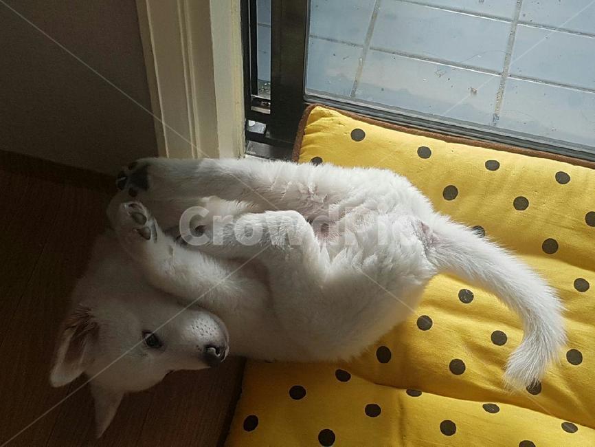 풍산개,애완견,강아지,dog,귀여운강아지