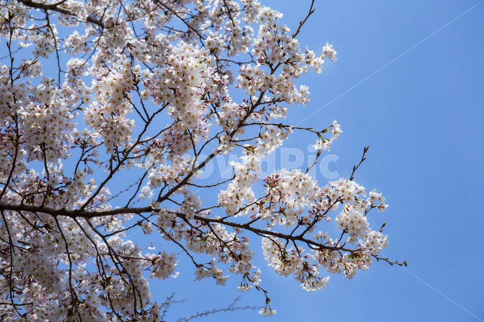 봄,벚꽃,하늘,봄하늘,하늘색,벚꽃나무,나무,주말,나들이,4월,봄,계절,spring,season,plant,식물,flower,꽃,blossom