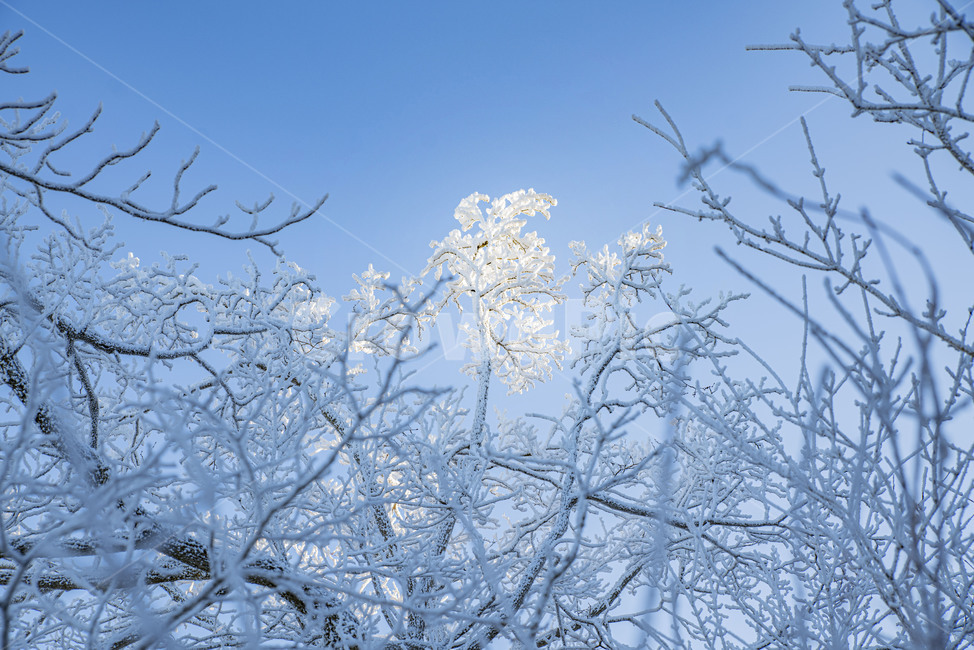 태백산,상고대,겨울,눈꽃,겨울풍경,풍경,산,겨울산,설산,nature,자연,눈,snow,겨울,계절,winter,season,자연,풍경,nature,landscape