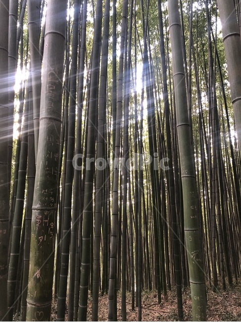 대나무,숲,나무,대나무숲,빛,tree,green,forest,자연,풍경,nature,landscape,plant,식물