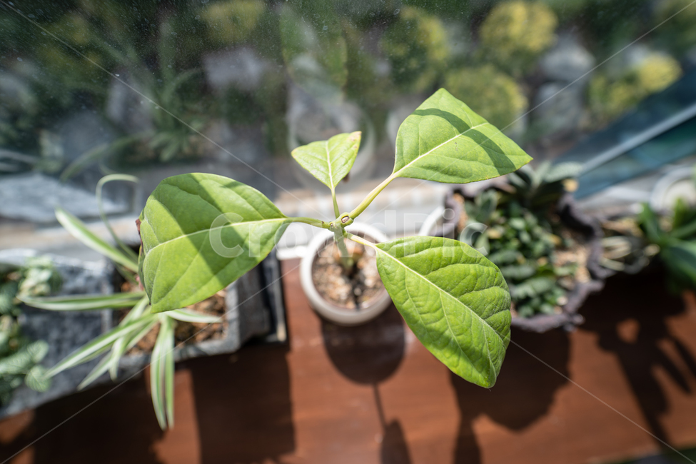 식물,다육식물,다육이,plant,botanical,실내용화초,화분,화초,house plant
