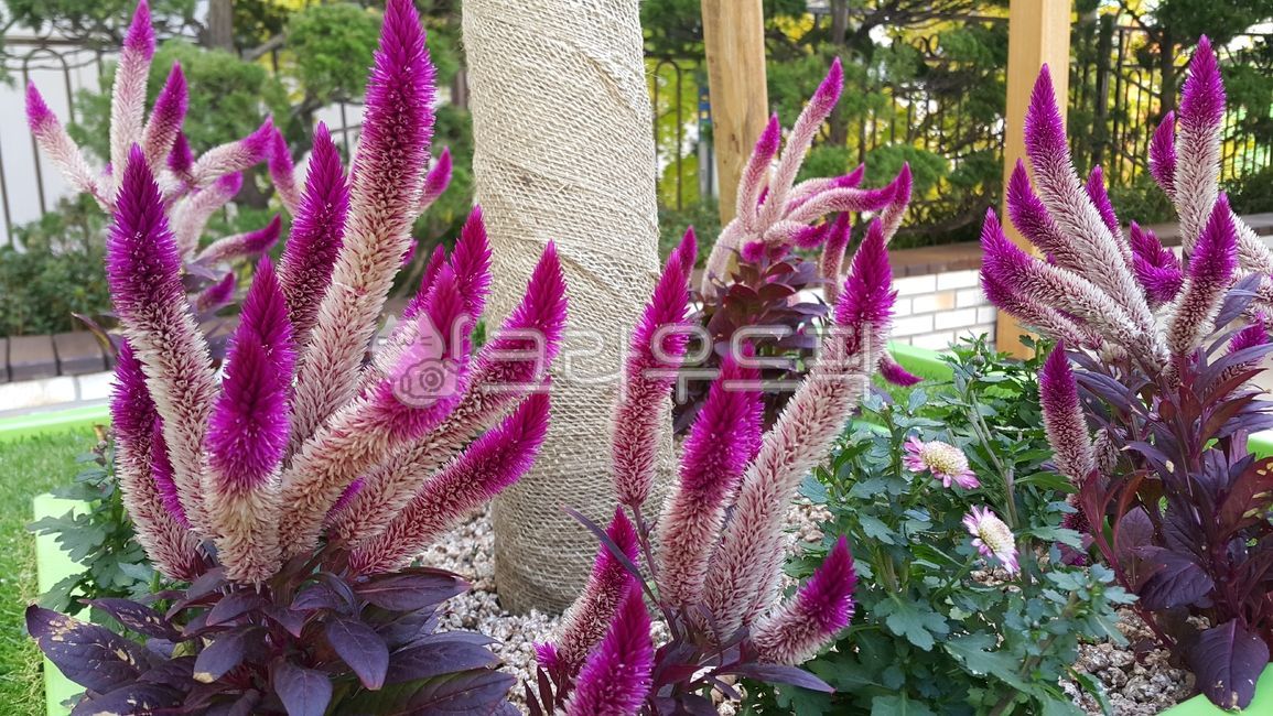 캥거루발톱,kangarooflower,캥거루포,보라,purple,꽃,flower,핑크,pink,봄,spring,vegetation
