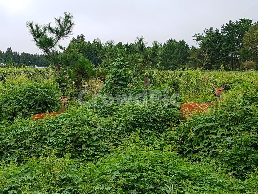식물,tree,나무,사슴,노루