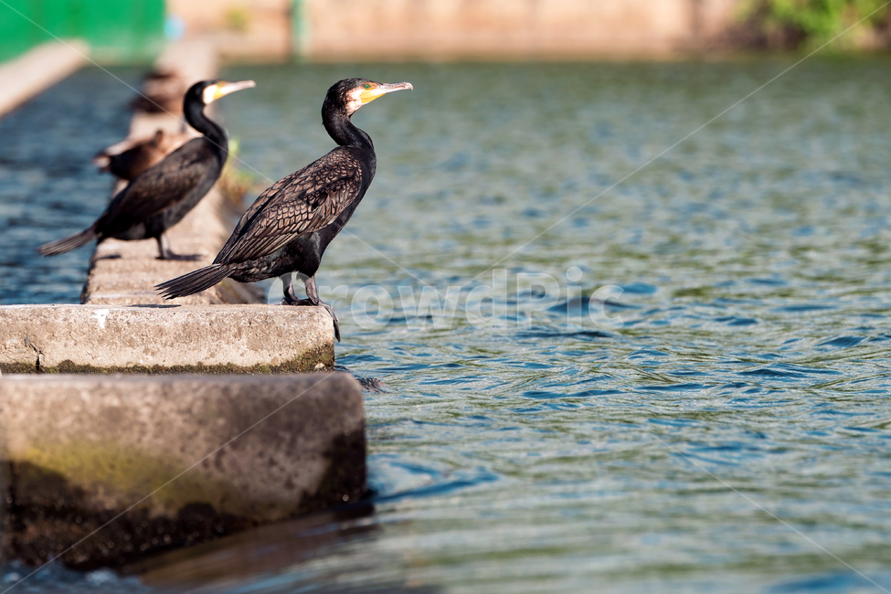 가마우지,민물가마우지,새,철새,자연,생태,생태계,동물,야생동물,조류,cormorant,greatcormorant,animal,bird,waterfowl,동물,animal,조류,새,birds