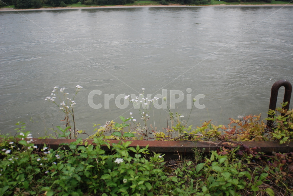 물가에핀꽃,water,nature,자연,outdoors,야생화,철길,식물,자연,plants,nature