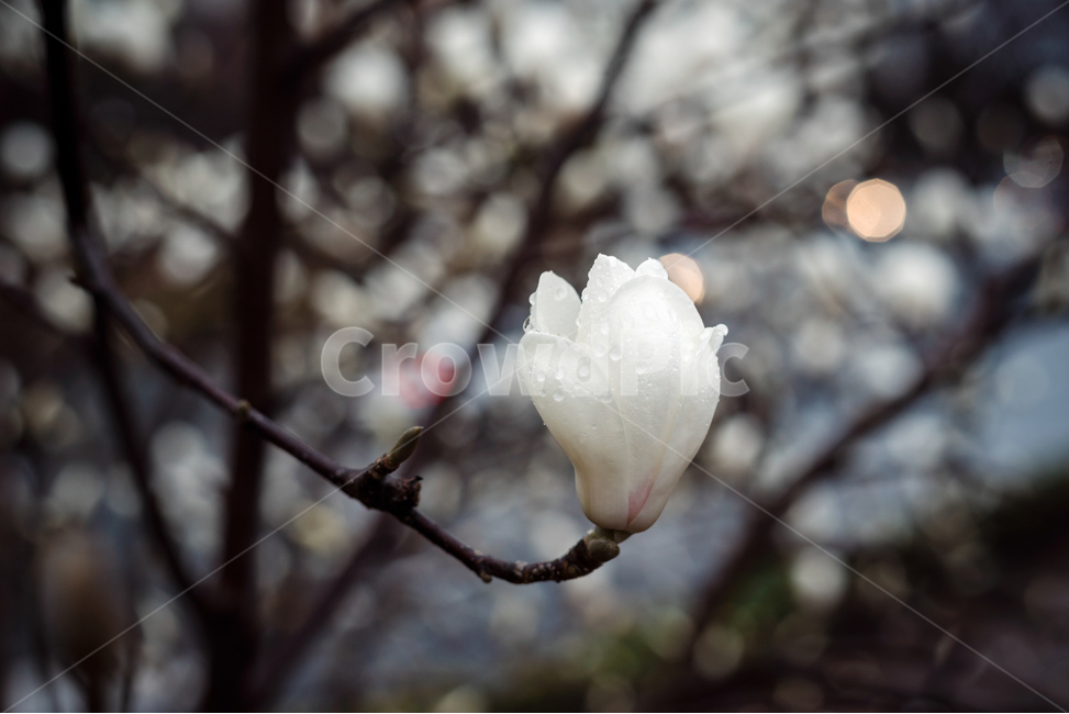 spring flowers,magnolia,flower bud,pure,flower
