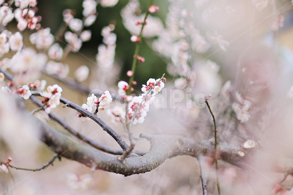 하동,hadong,매화,매화축제,매화꽃,꽃,flower,봄,계절,spring,season,식물,자연,plants,nature,꽃,flower,plant,blossom,cherry blossom,벚꽃