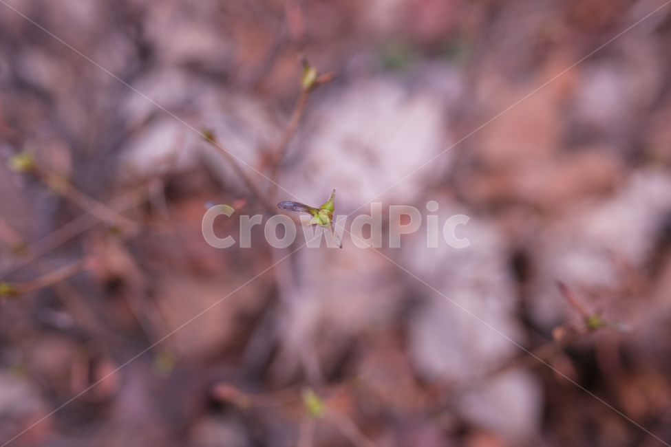 나무,tree,식물,botanical,자연,식물,자연,plants,nature