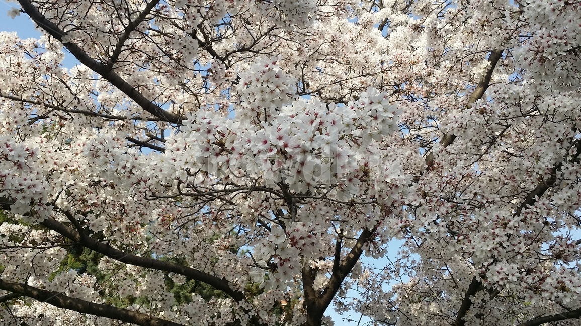 봄,벚꽃,꽃,blossom,plant,식물