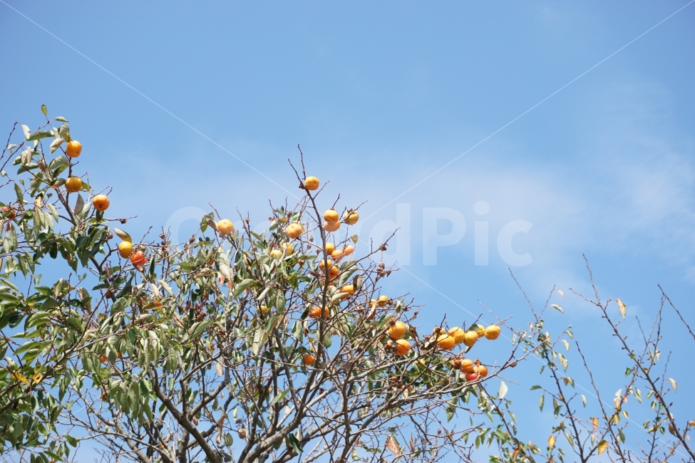 가을,감,나무,자연,하늘,가을,계절,fall,autumn,season,식물,자연,plants,nature,나무,trees,wood,과일,열매,fruit,plant