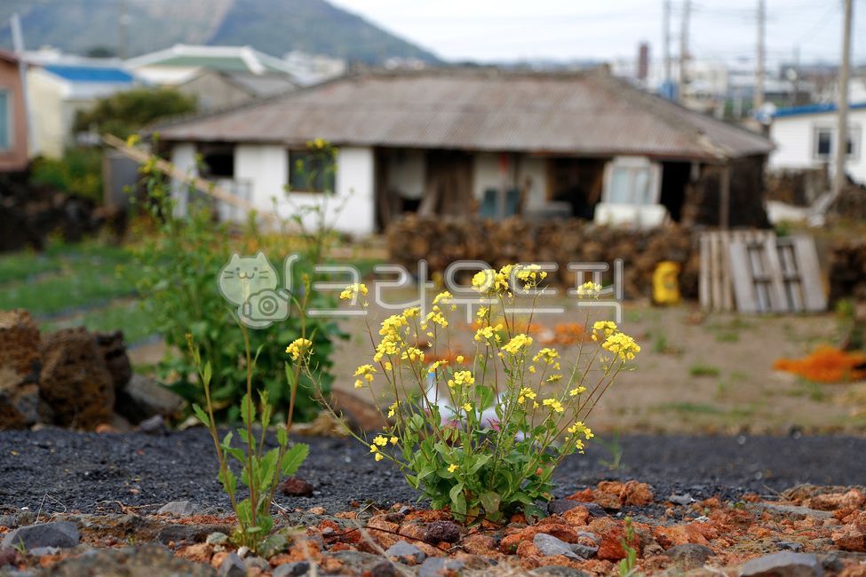 폐가,폐옥,페허,제주도폐가,주택,대문,재개발,집,빈집,지붕,민가,옛날민가,한국가옥,오래되다,낡다,전통,썩다,jejuclosed,houses,gates,redevelopment,vacanthouses,thatchedhouses,roofs,privatehouses,folkhouses,oldhouses,koreanhouses,old,traditional,rotten,유채꽃