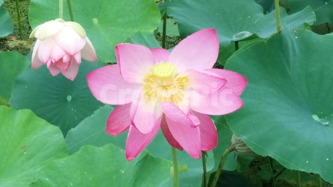 연꽃,식물,plant,flower,자연,식물,자연,plants,nature,꽃,flower