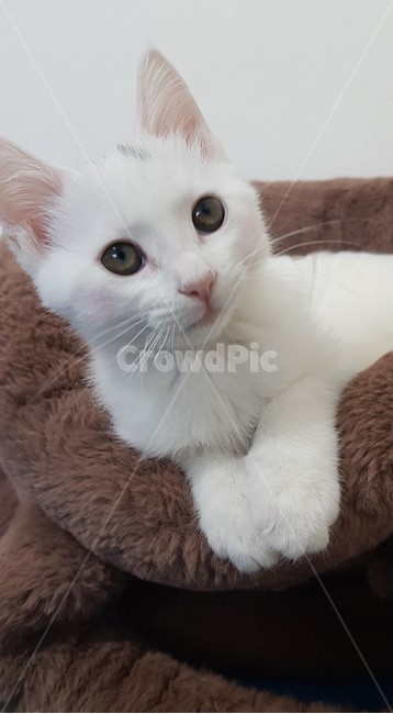 고양이,아기고양이,하얀색고양이,귀여운고양이,자는고양이,동물,animal,포유류,mammal,고양이,cat,kitten,kitty