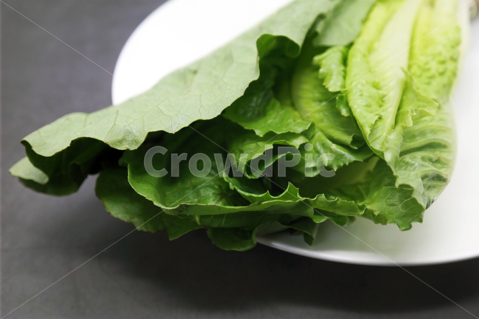 채소,야채,상추,로메인,샐러드,녹색,건강,채식주의자,채식,vegetable,lettuce,건강,헬스웨어,헬스케어,healthware,health care,채소,야채,vegetables