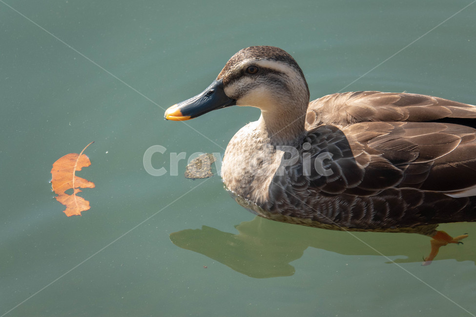 강,호수,오리,새,동물,동물,animal,조류,새,birds