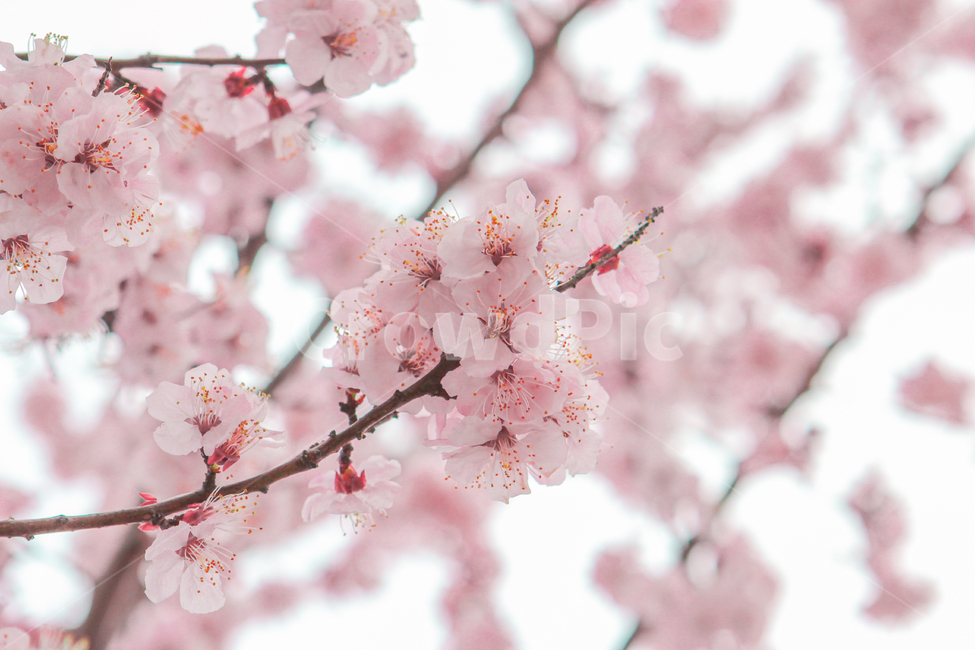 봄,벚꽃,매화,꽃,분홍,핑크,색깔,색감,색상,spring,cherryblossom,blossom,flower,pink,color,봄,계절,spring,season