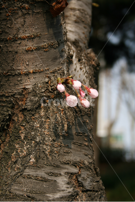 벚꽃,분홍,공원,봄,봄날,감성,spring,flower,풍경,식물,꽃,봄,계절,spring,season,식물,자연,plants,nature,꽃,flower,tree,나무,plant,tree trunk,나무 줄기