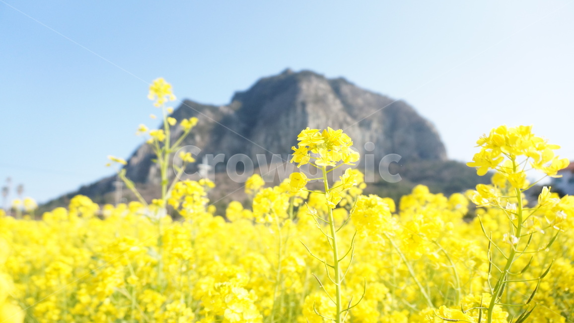 제주도,성산일출봉,풍경,배경,유채꽃,꽃,꽃밭