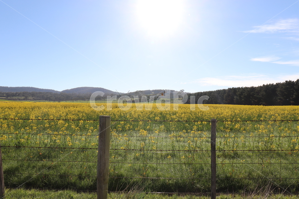 field,grassland,자연,농장,유채꽃,꽃밭,자연풍경,풍경,맑은날씨,기분좋은