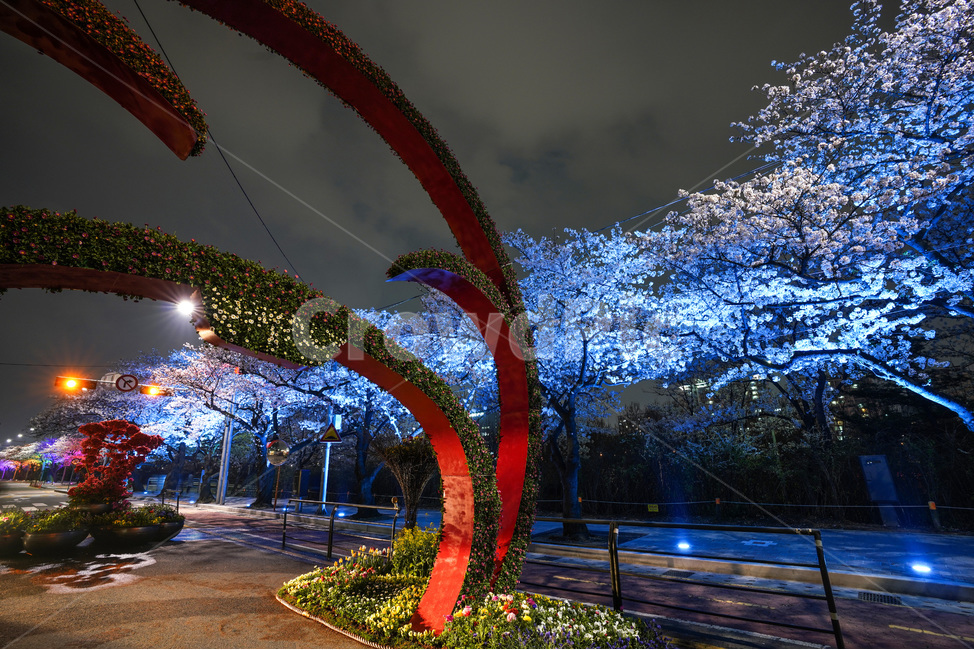 여의도,윤중로,벚꽃축제,벚꽃길,벚꽃,CherryBlossom,야경,야화,nightview,natural,landscape,식물,봄,배경,자연,서울벚꽃,서울명소,힐링,spring,하얀꽃,splendor,화사,flowers,나무,trees,wood,축제,봄,계절,spring,season,야경,밤,풍경,nightscape,night,landscape,도시,city,한국도시풍경,한국도시경관,korea cityscape,outdoors,옥외