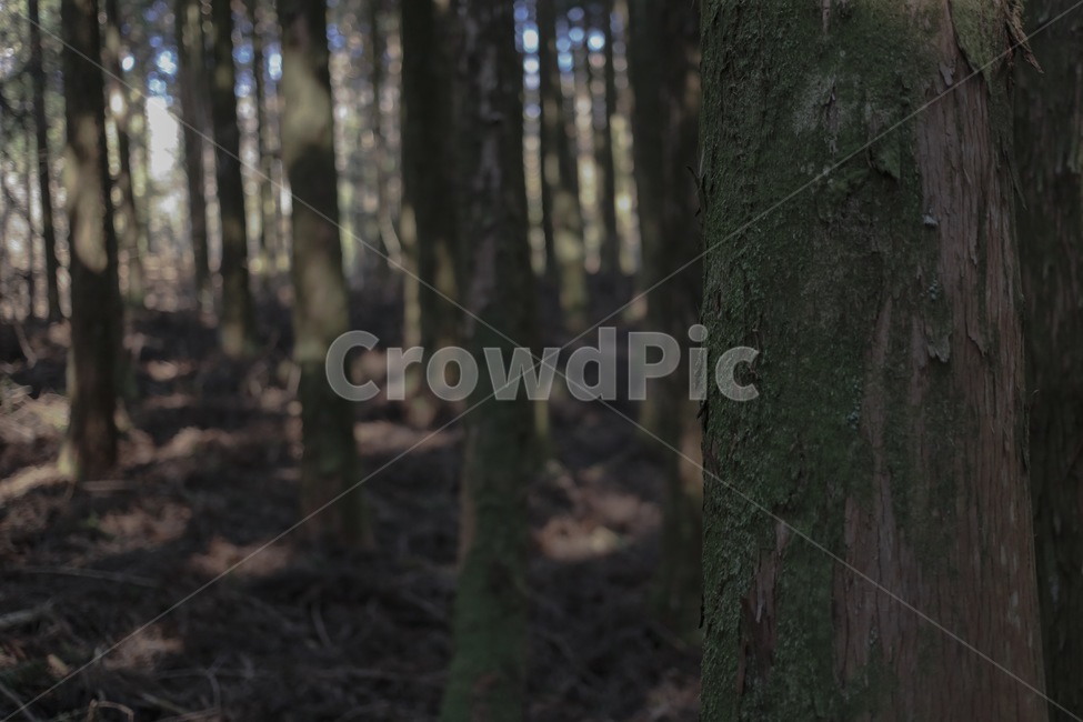 숲,나무,산,사려니,사려니숲,우거진,어두운,빼곡한,forest,tree